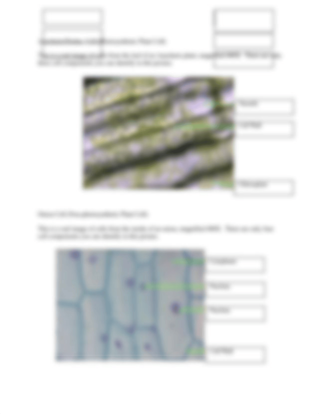 5-Cell Structure and Osmosis Worksheet (1).docx_dujdzyvme5k_page3