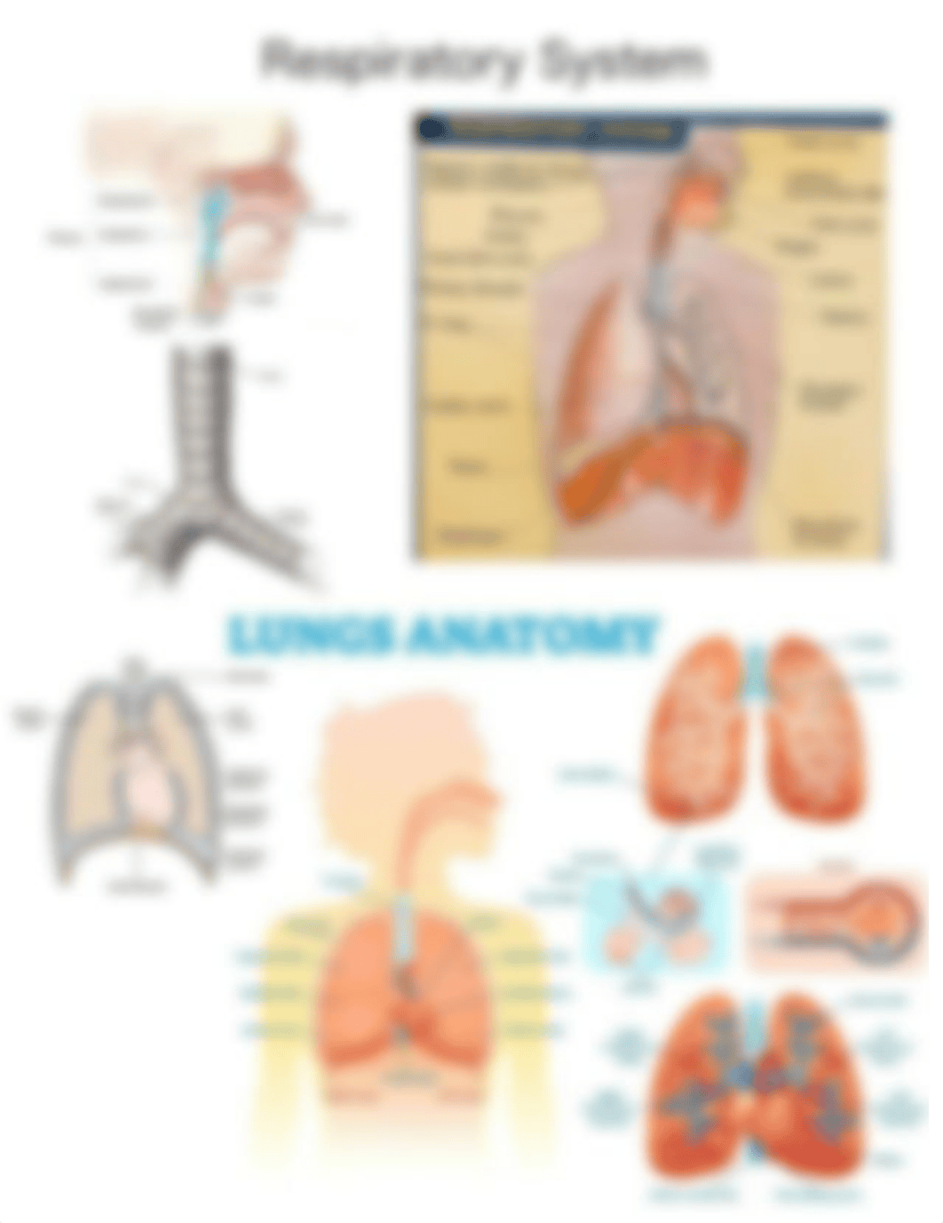 210 Exam 2 - Gas Exchange.pdf_dujkz8c5iyy_page4