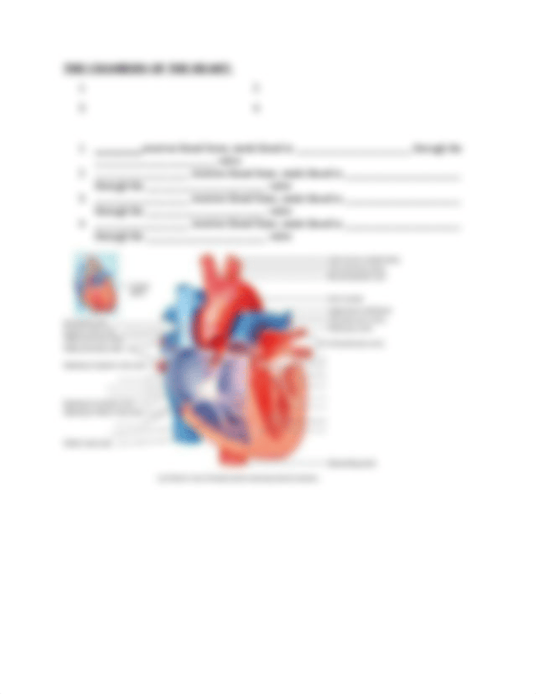 BIOS255 - CH 20 OUTLINE.docx_dujlhu16lvn_page2