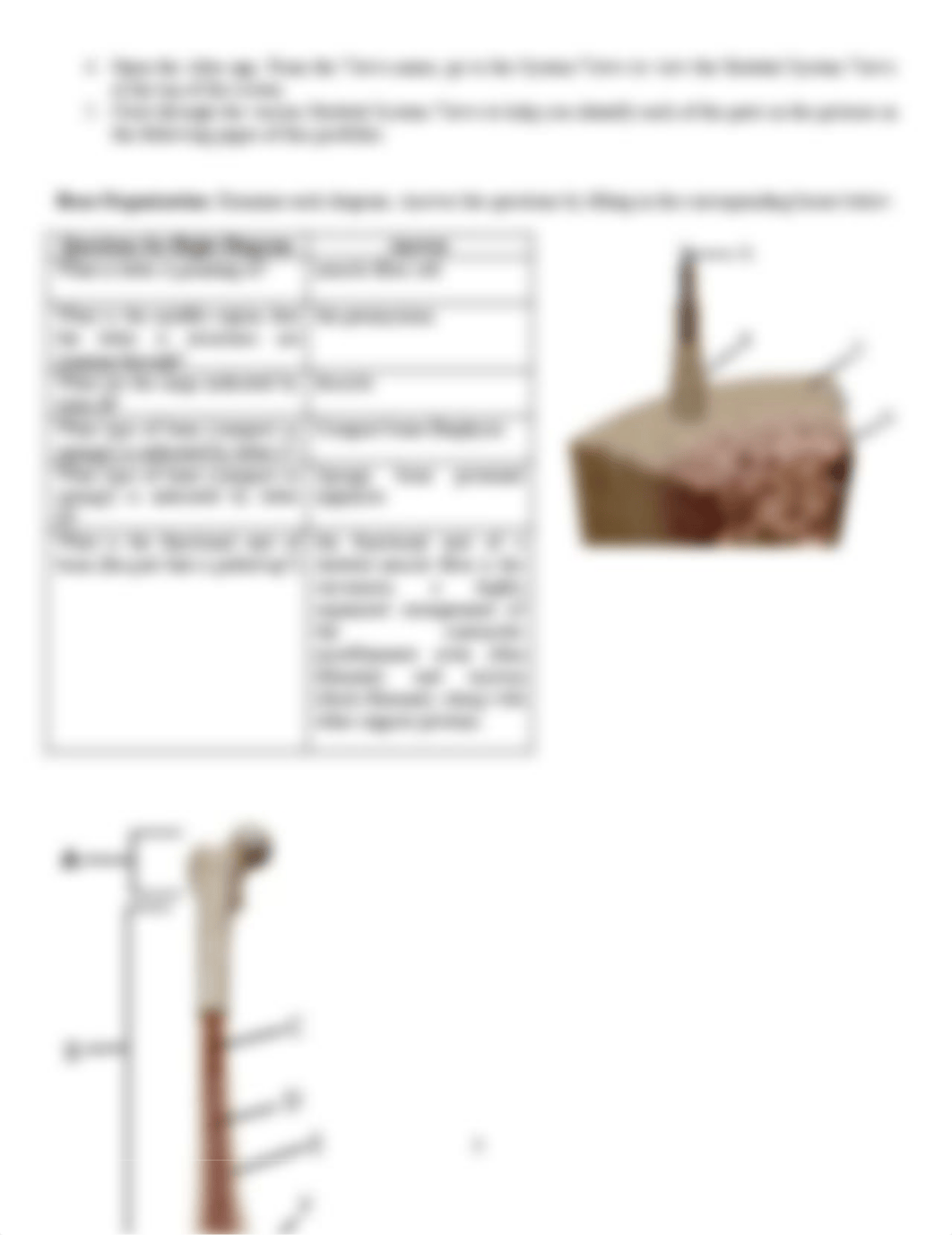 UTF-8''Lab 6 Skeletal System.pdf_dujpfz3z2s1_page3