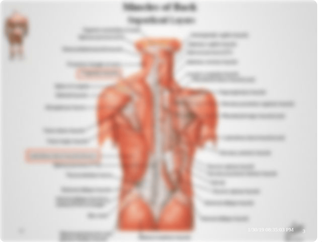 3 Muscles of the back & suboccipital triangle (3).pptx_dujx8d3wor2_page3