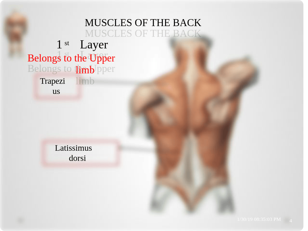 3 Muscles of the back & suboccipital triangle (3).pptx_dujx8d3wor2_page4