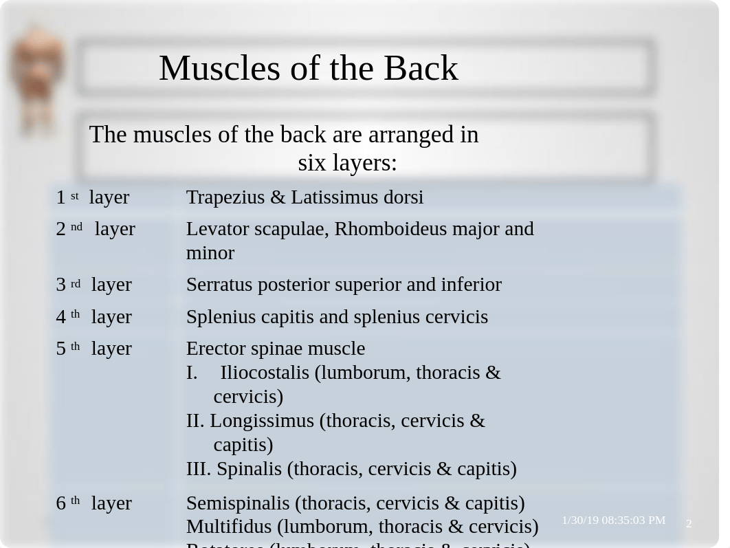 3 Muscles of the back & suboccipital triangle (3).pptx_dujx8d3wor2_page2