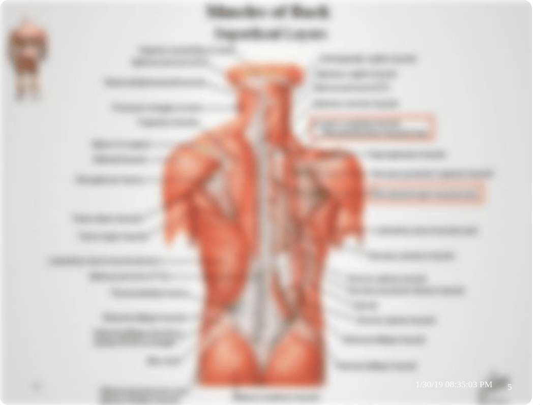 3 Muscles of the back & suboccipital triangle (3).pptx_dujx8d3wor2_page5