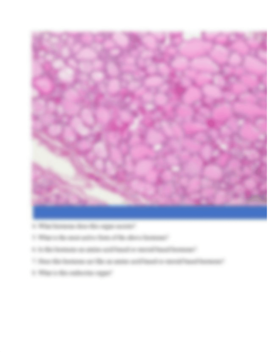 Lab 1 Endocrine Report (3).docx_duk9uue9zk9_page4