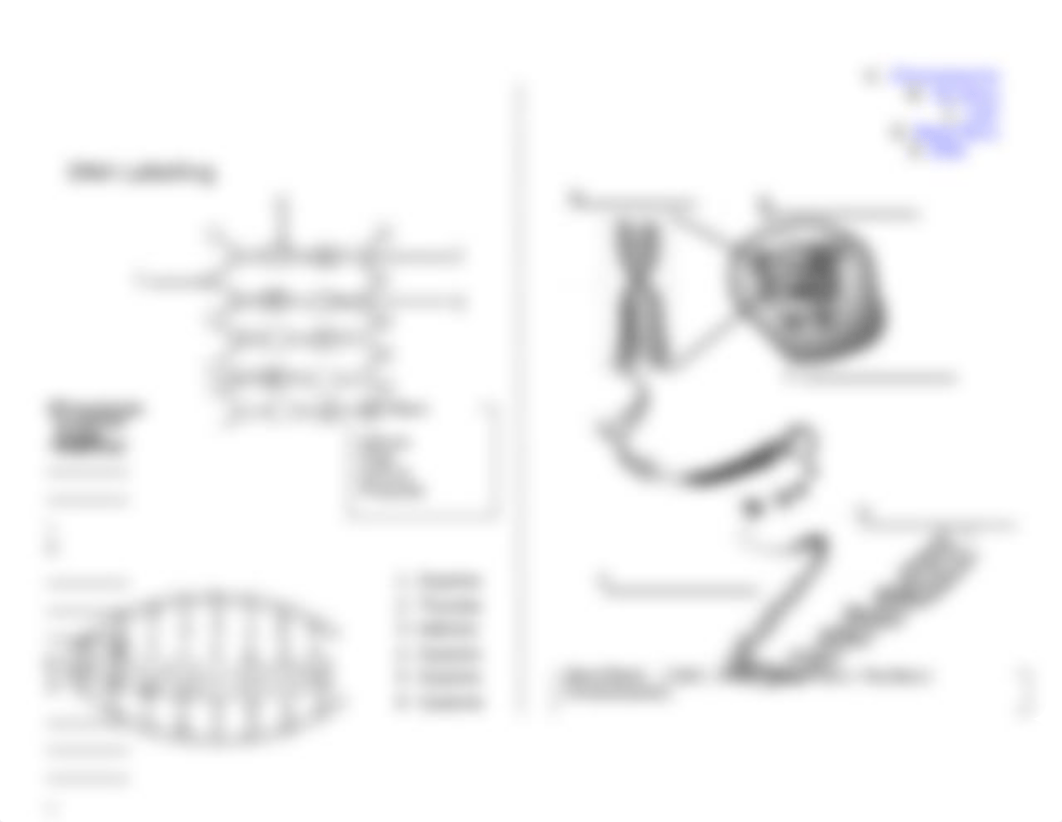 DNA_Labeling_Worksheet-1-1_dukc0wpks7y_page1