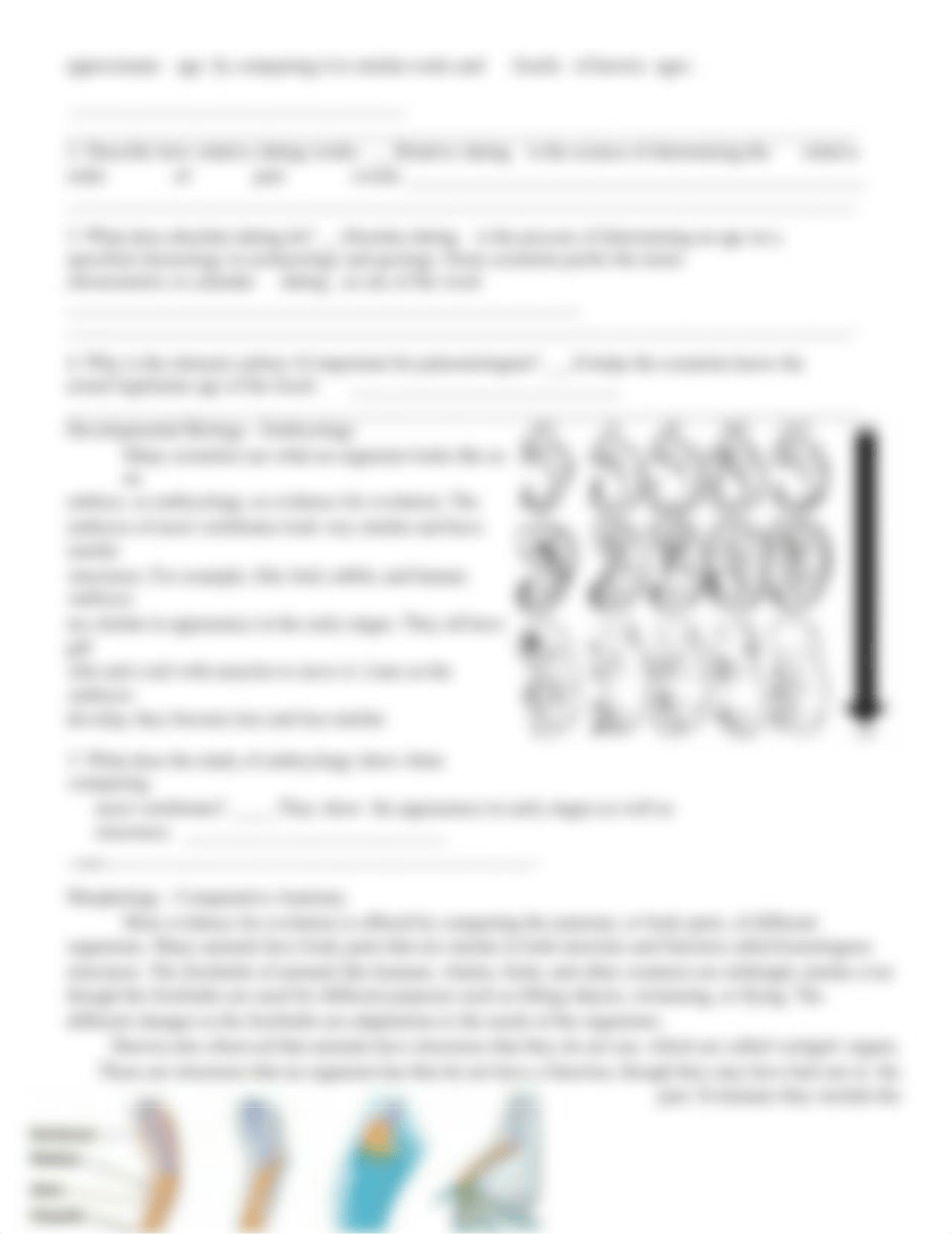 evidence_for_evolution_worksheet (2) (1).pdf_duki594n7je_page2