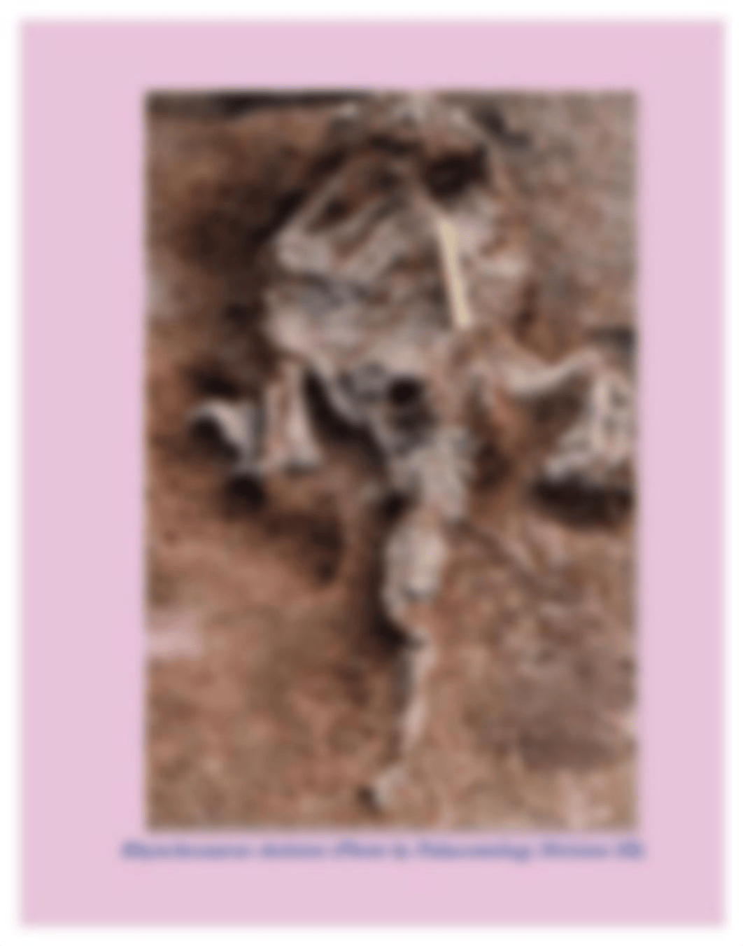 Geology_Telangana_GSI (1).pdf_dul1w1qr947_page2