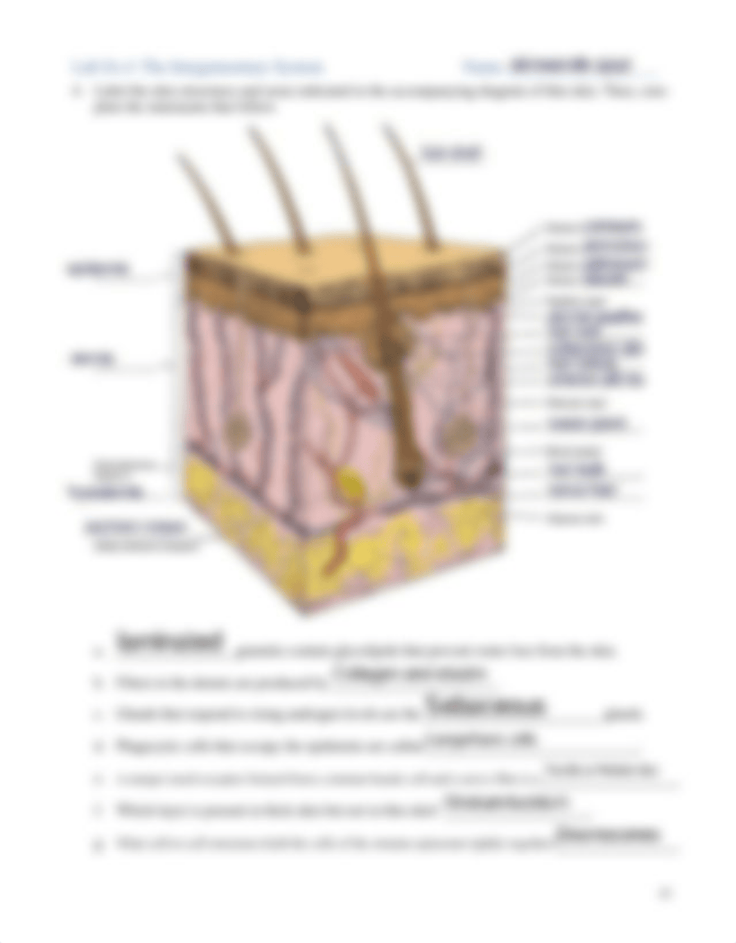 Lab Ex 6 The Integumentary System.pdf_dul4l0kipym_page2