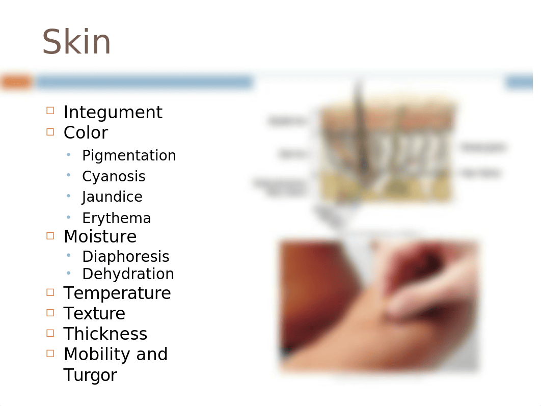 Skin, Hair, Nails-student.ppt_dumnr6vkowp_page2