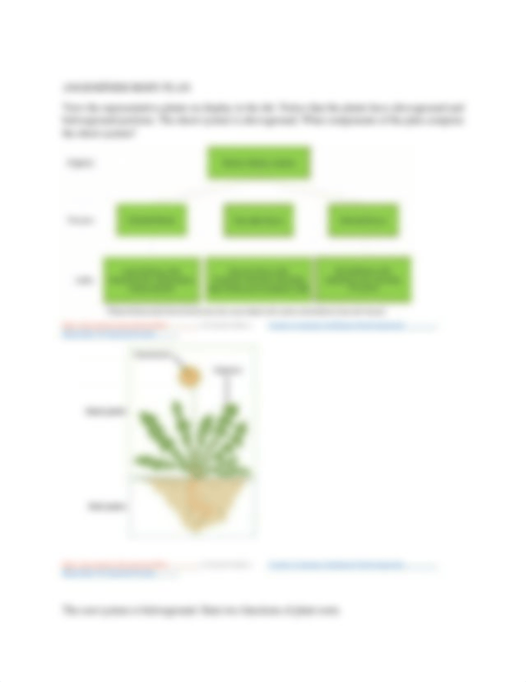 Lab 8 -Plant Organization- Answer Sheet.docx_dun5mc8hvcb_page2