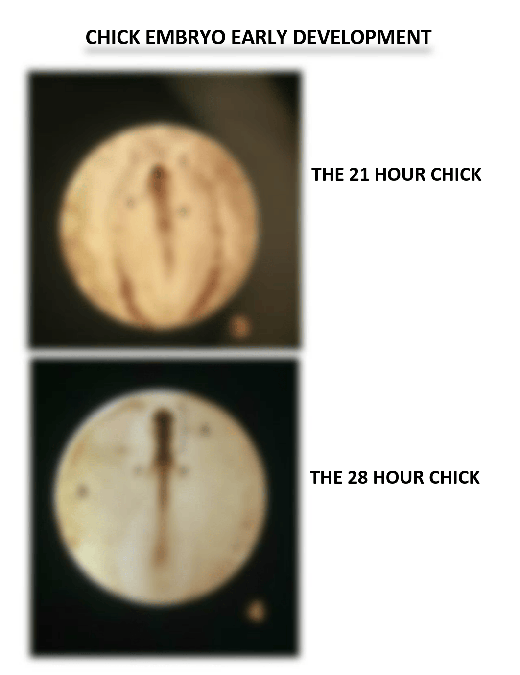 The Early Development of the Chick Embryo-The First 96 Hours 2.pdf_dun9pwwz7ca_page2