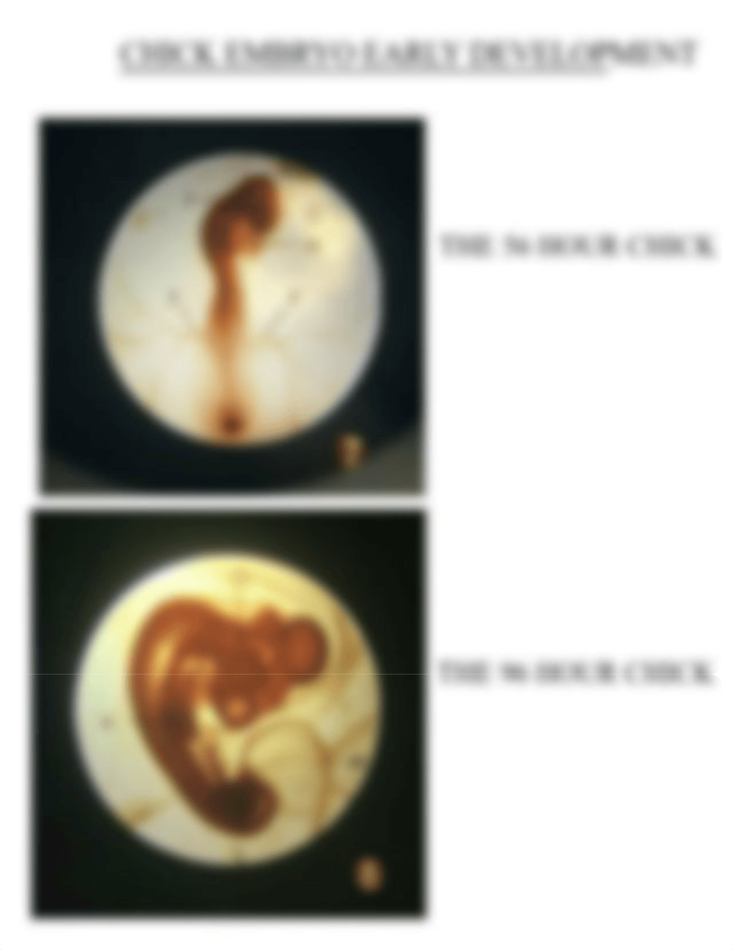 The Early Development of the Chick Embryo-The First 96 Hours 2.pdf_dun9pwwz7ca_page4