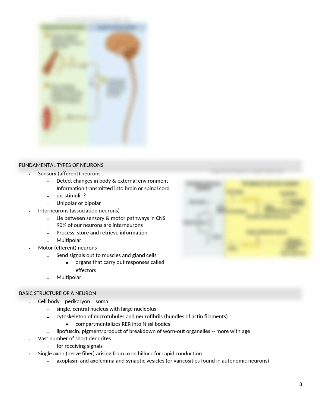 Ch. 12 Anatomy & Physiology NERVOUS SYSTEM.docx_dunicozqvk7_page3