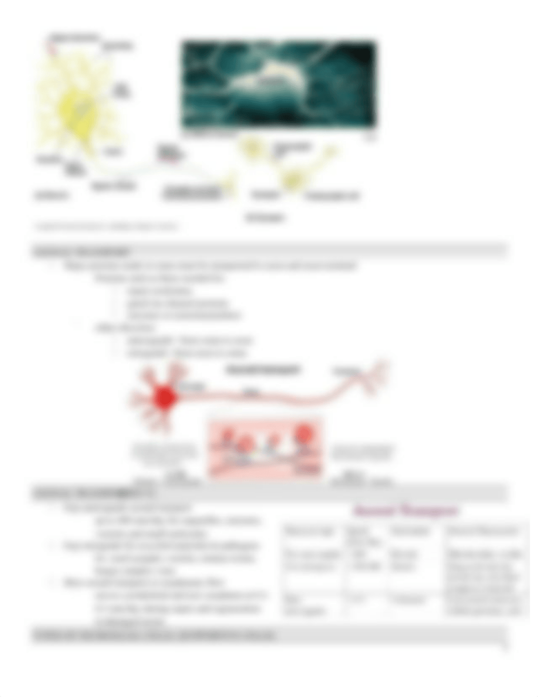 Ch. 12 Anatomy & Physiology NERVOUS SYSTEM.docx_dunicozqvk7_page5