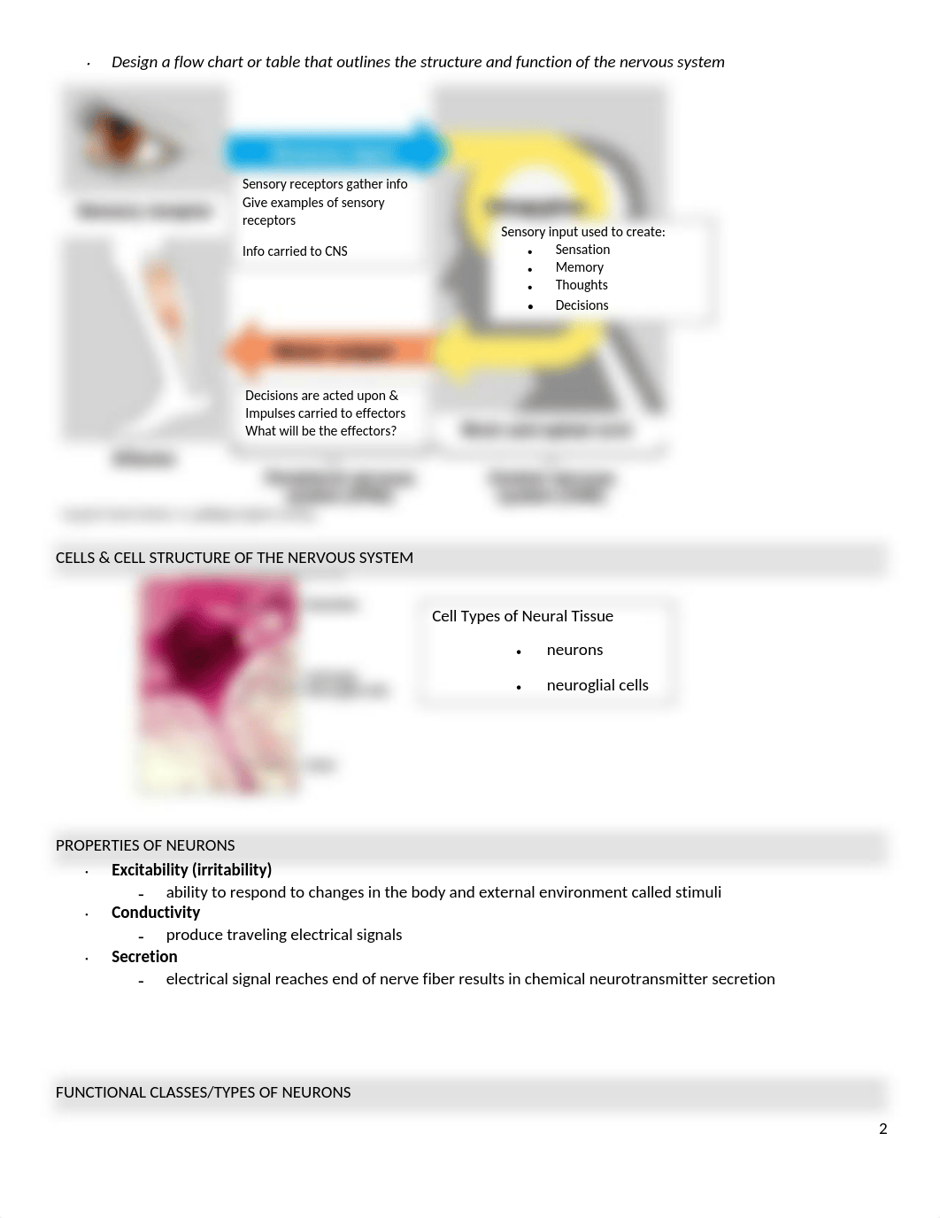 Ch. 12 Anatomy & Physiology NERVOUS SYSTEM.docx_dunicozqvk7_page2