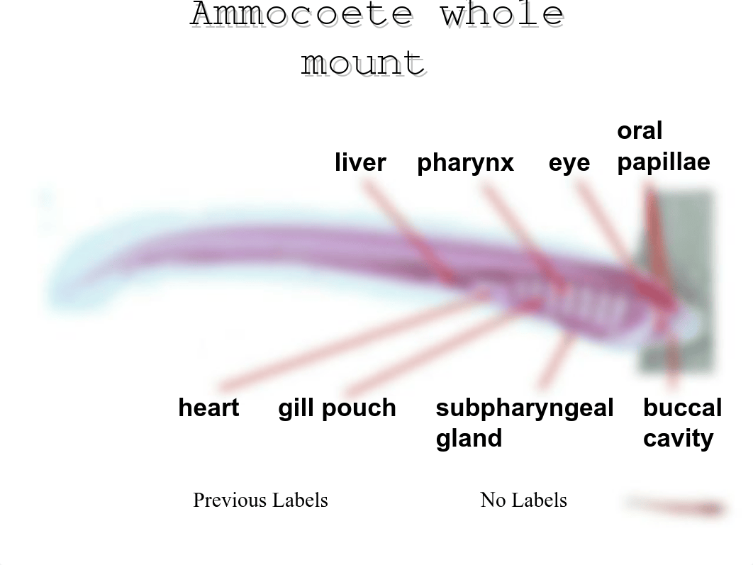 Ammocoete Larva and Adult Lamprey_dunmoxaxgox_page5