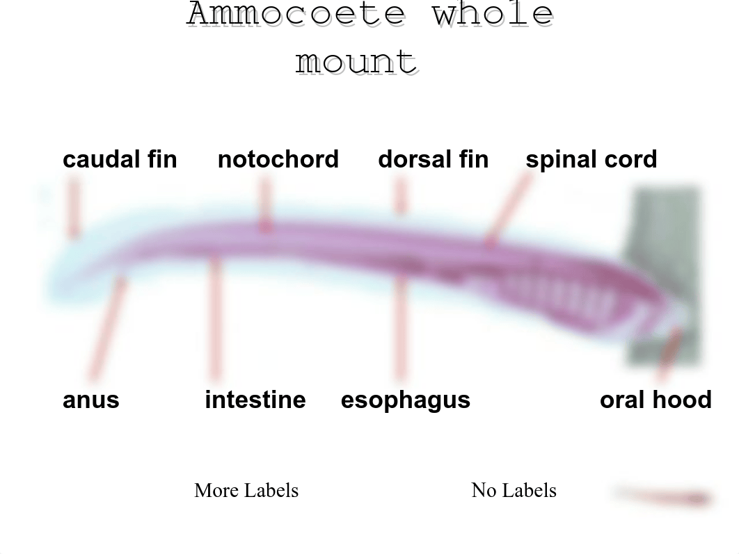 Ammocoete Larva and Adult Lamprey_dunmoxaxgox_page4