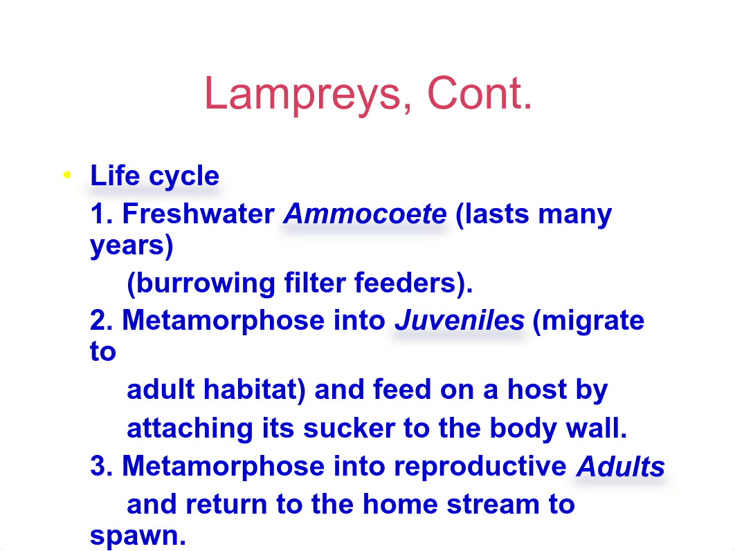 Ammocoete Larva and Adult Lamprey_dunmoxaxgox_page3