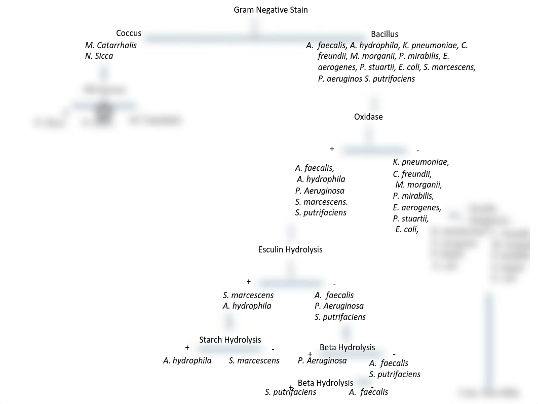 Morphological Unknown Flow Chart.pdf_dunr3je753u_page1