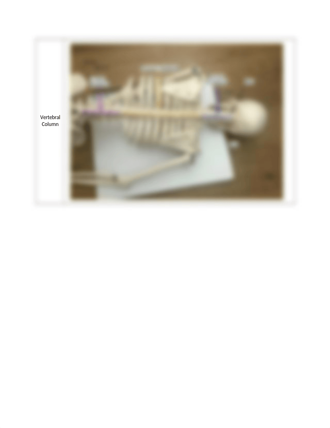 Axial and Appendicular Skeleton_RPT.docx_dupv0npuyfp_page4