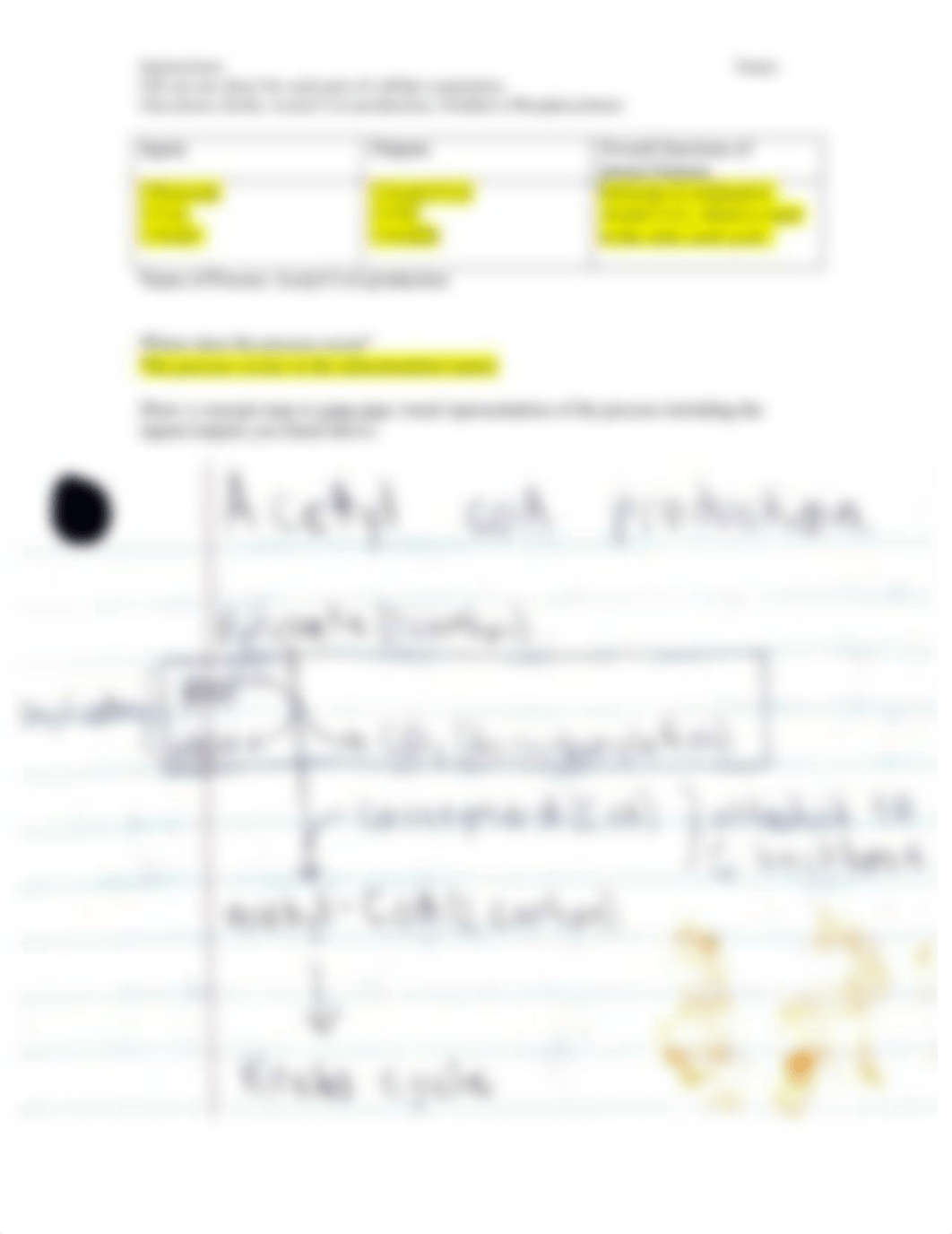 Cellular Respiration Process Assignment.doc_duq881ghn7x_page3