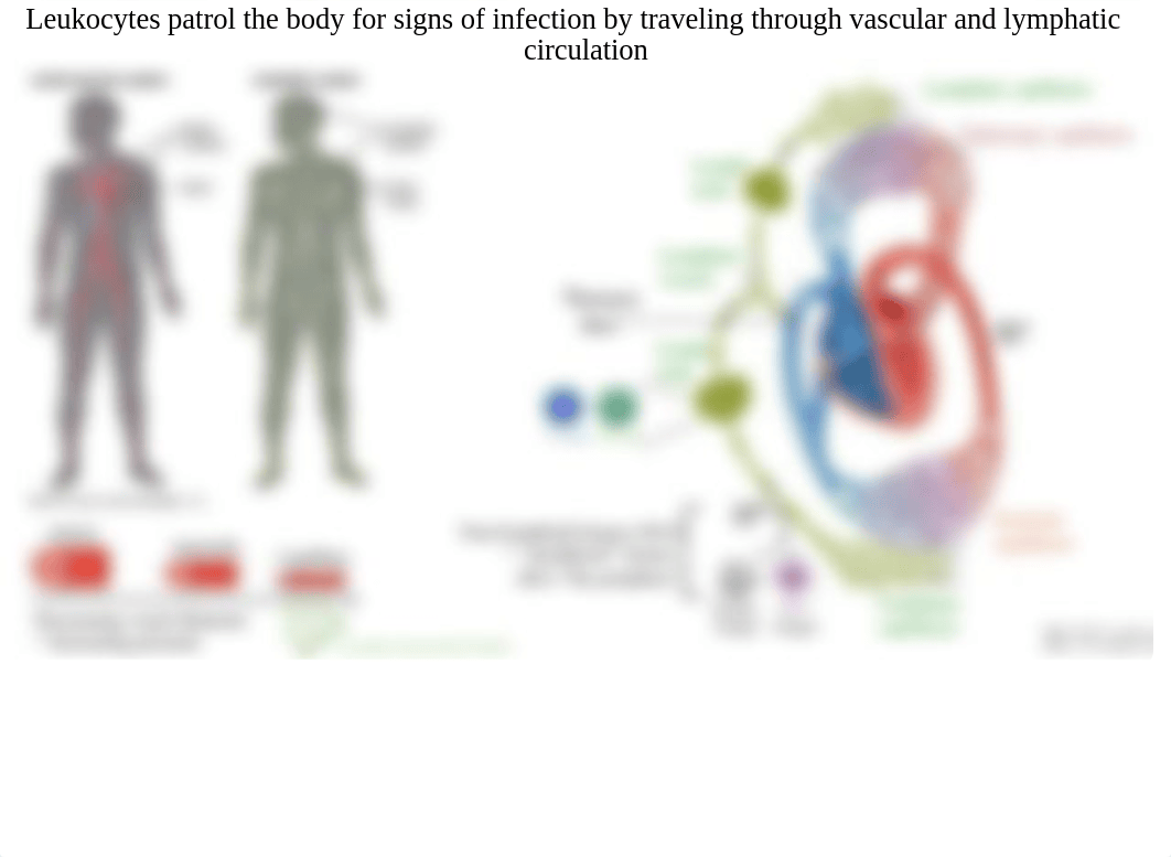 Lecture 1d_Lymphoid Organs.pdf_dure1aqassh_page5