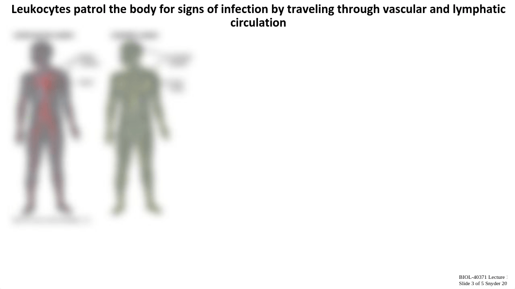 Lecture 1d_Lymphoid Organs.pdf_dure1aqassh_page3