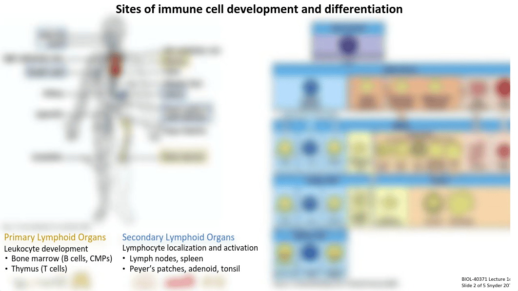 Lecture 1d_Lymphoid Organs.pdf_dure1aqassh_page2