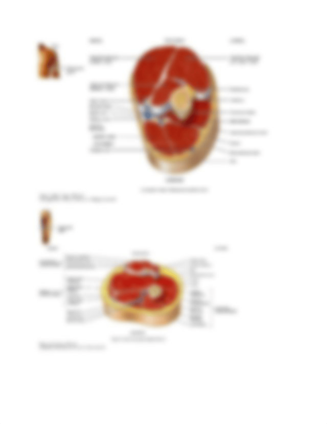 Lab 3 ham steak dissection.docx_durgxscl1nf_page2