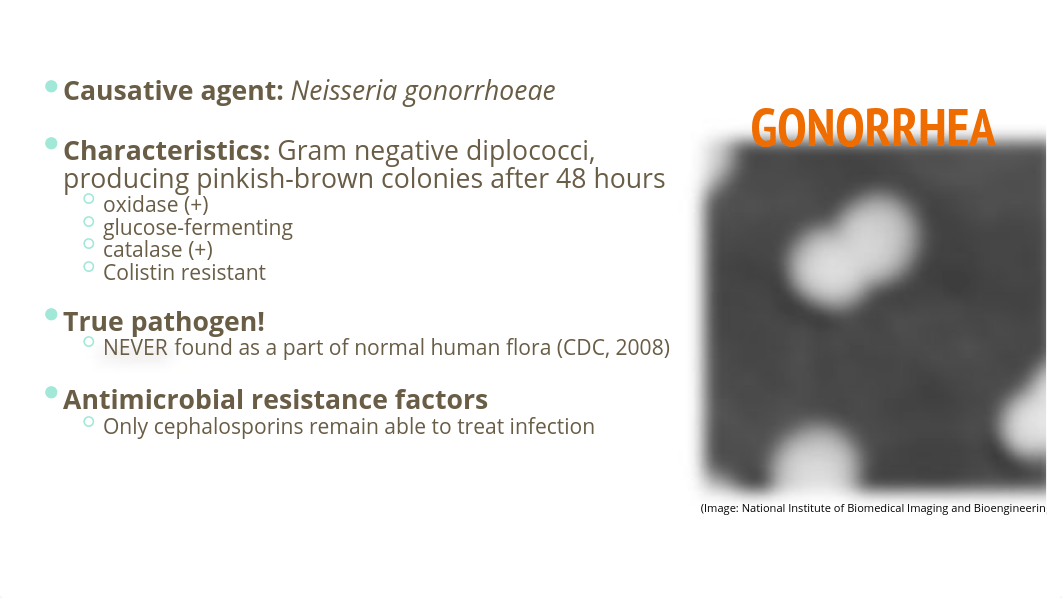 BIO 150.41 - Gonorrhea Presentation (1).pptx_duri5kufvrp_page2