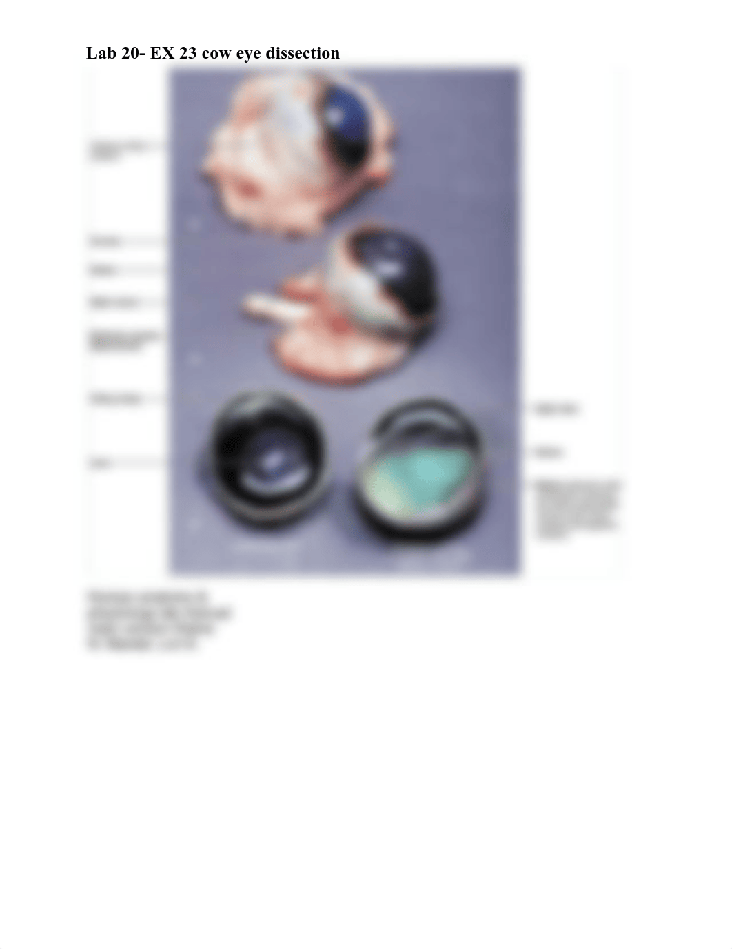 EX 23 Cow Eye dissection.pdf_dus0mms33h9_page1