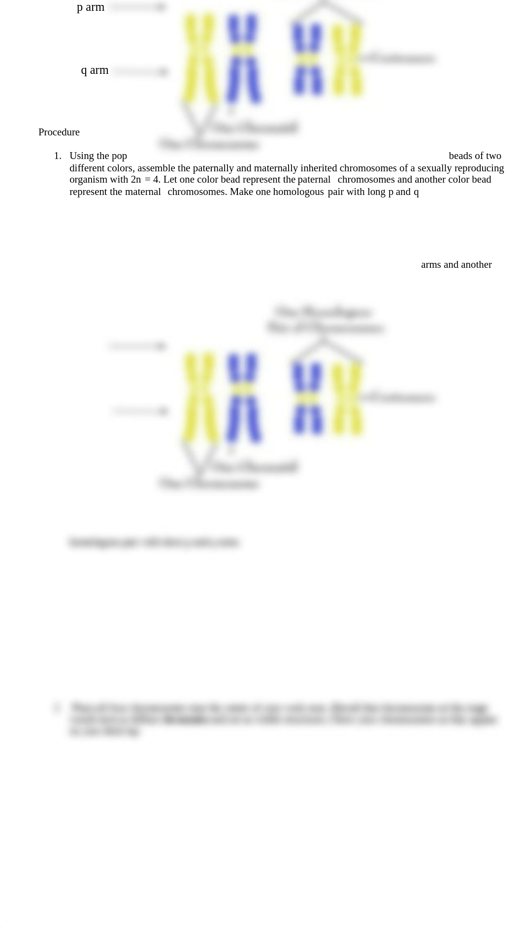 Simulation of Meiosis Using Pop Beads Fortis.docx_dus7s1pgozj_page3