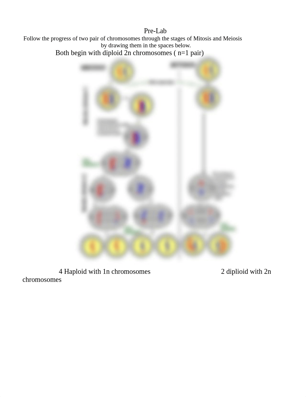 Simulation of Meiosis Using Pop Beads Fortis.docx_dus7s1pgozj_page2