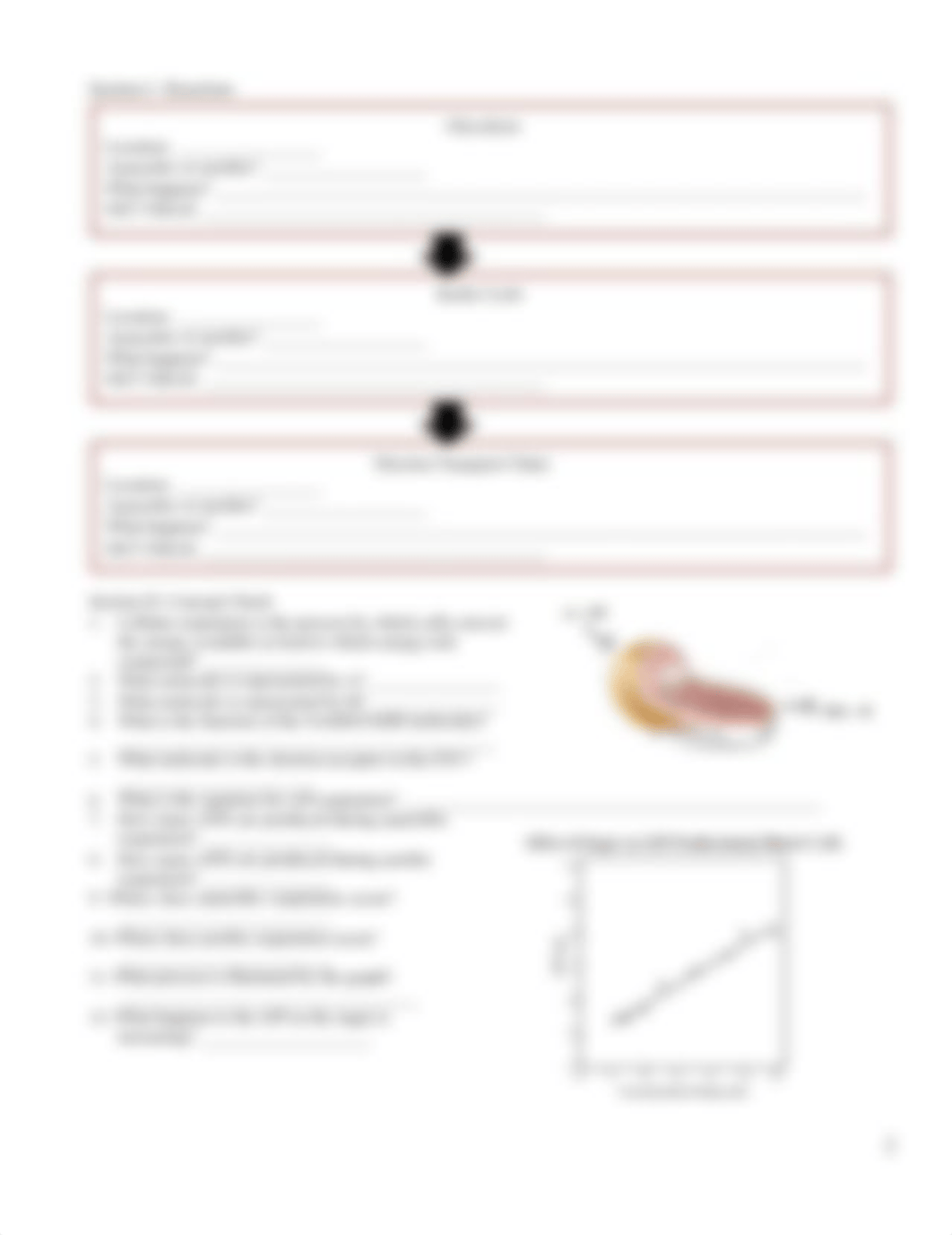 cellular-respiration-worksheet_dus87qyxe1g_page2