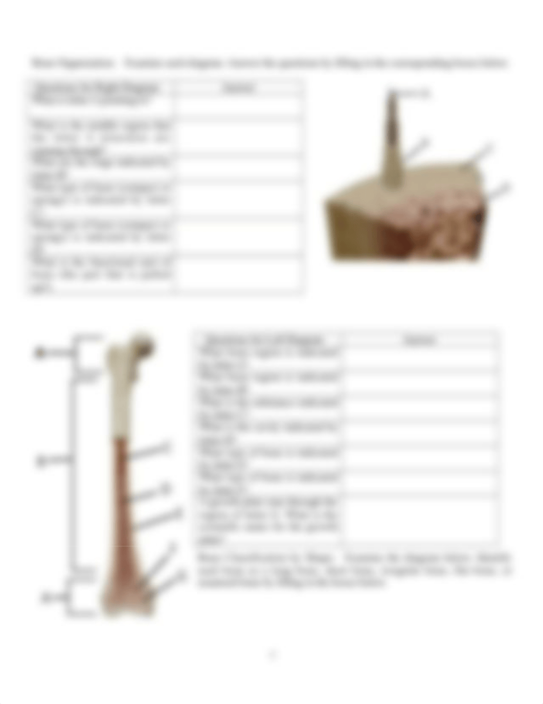 Lab 6 Skeletal System.docx_duskhk8egre_page3