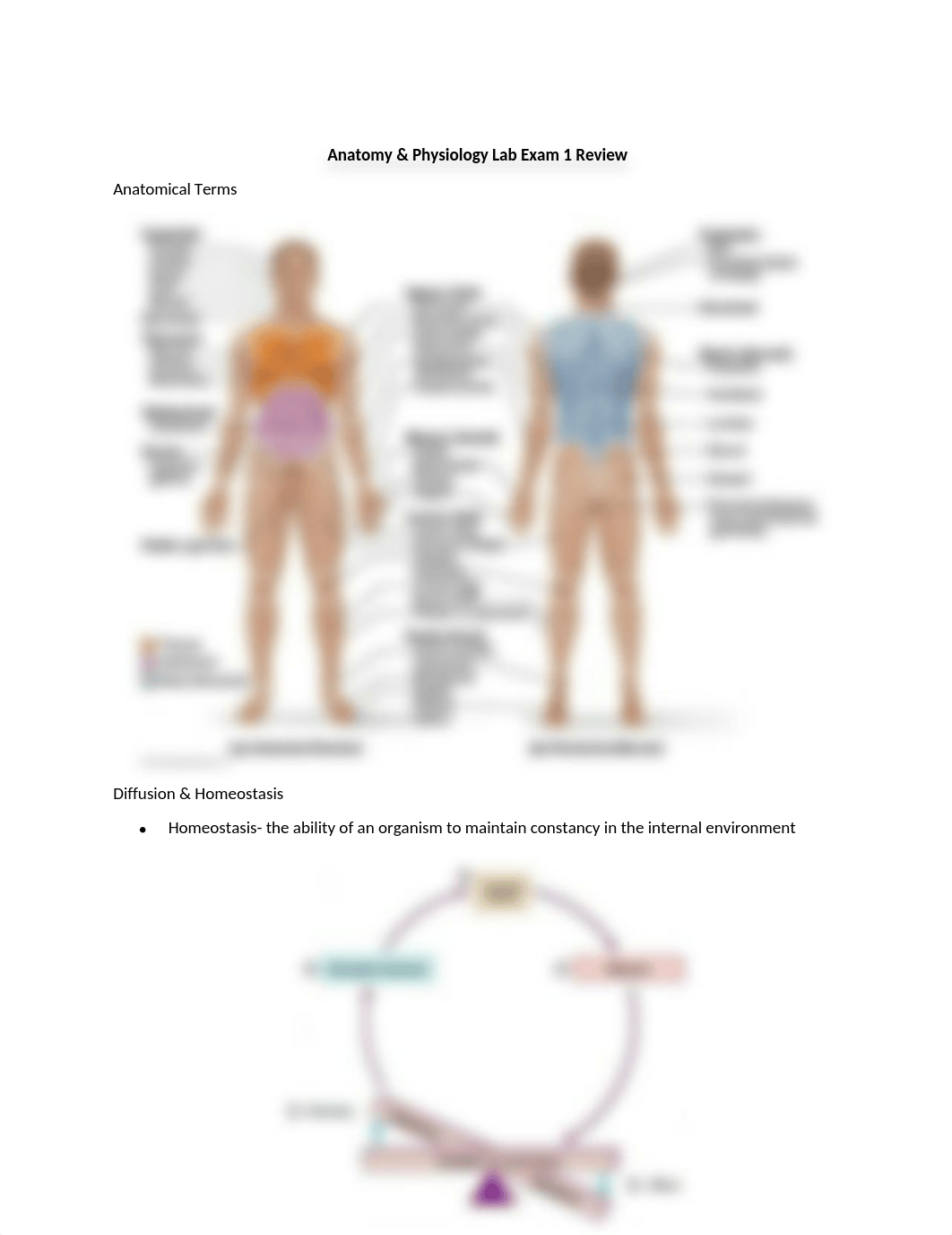 Lab Exam 1 Review_dusmdfuxbgz_page1