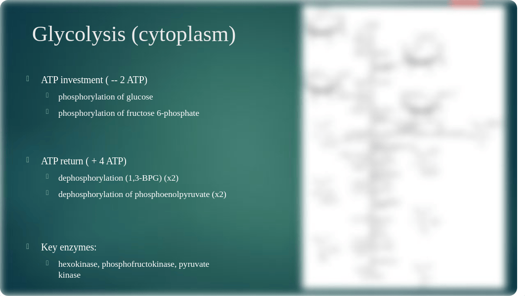 Group Advanced Concepts Respiration.pptx_dusv22ywmuu_page4