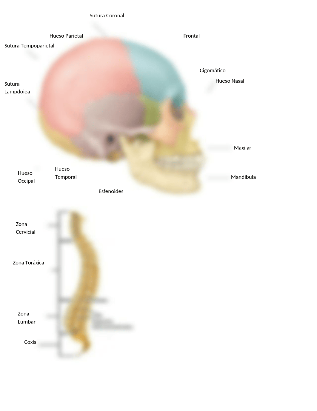 Tarea 4.1 Huesos.docx_dutd6g236xp_page3