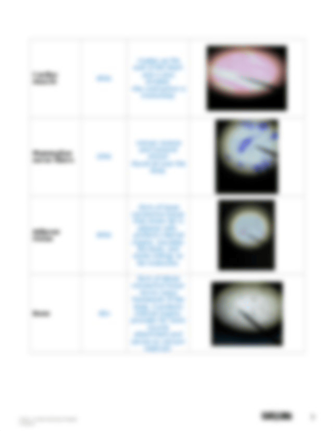 Intro to Histology- Answer Sheet.docx_dutgtnf0sp2_page3