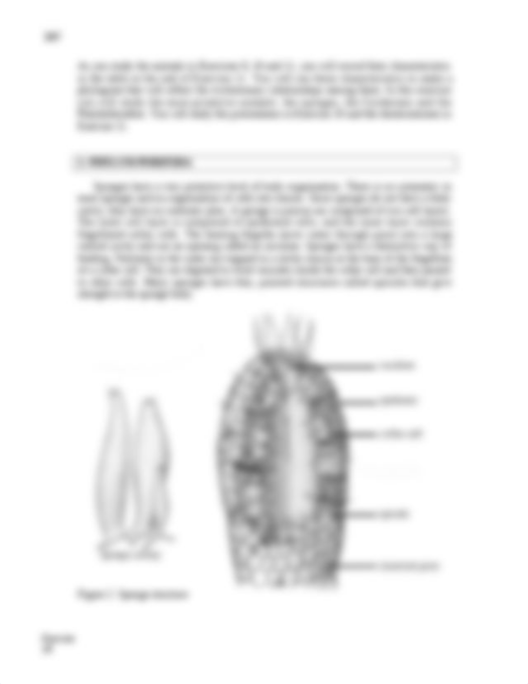 Yeung Exercise 18 (cnidarians) modified from book no def ASSESS(2).docx_duubcg5rddu_page3