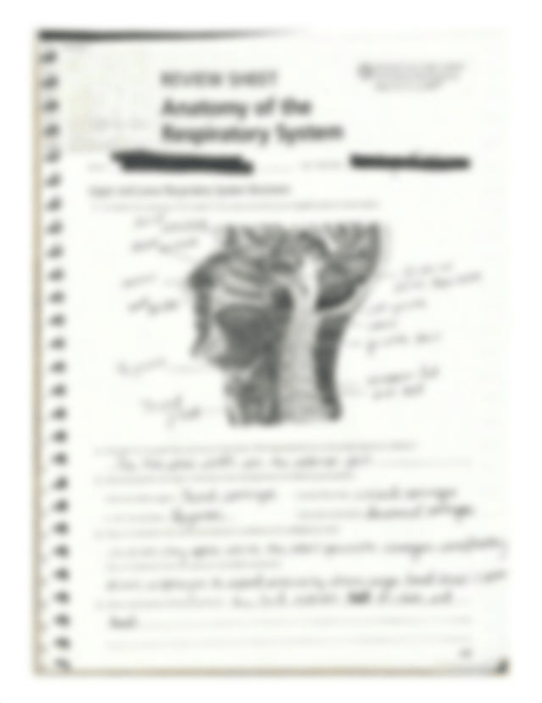 Exercise 36 anatomy of the respiratory system.pdf_duv6abalscf_page1