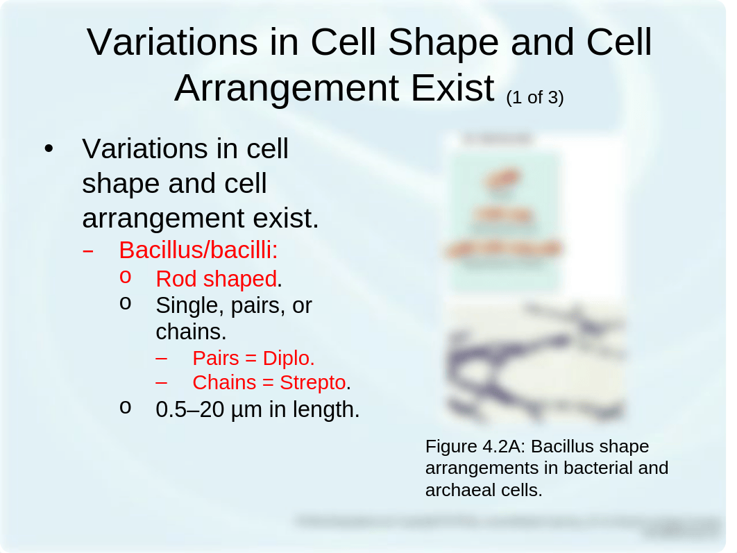 Microbiology Ch 4.ppt_duvcezt5r39_page3