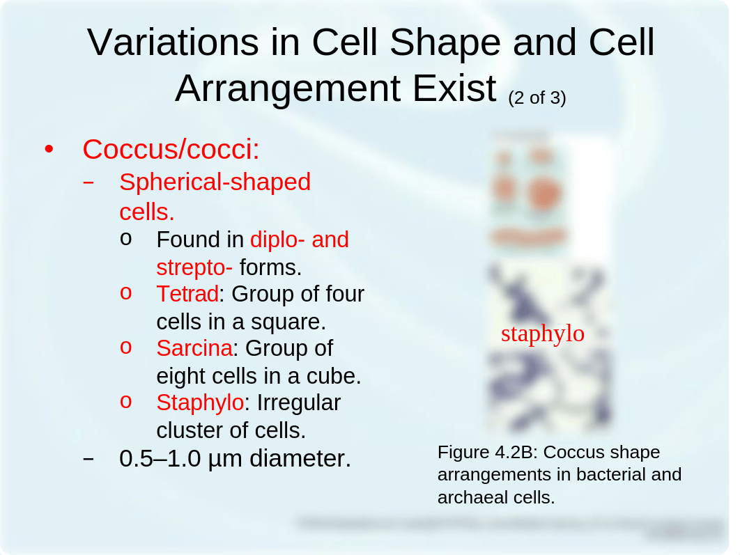 Microbiology Ch 4.ppt_duvcezt5r39_page4