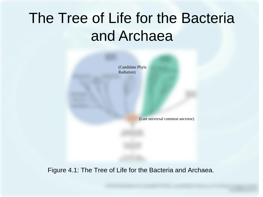 Microbiology Ch 4.ppt_duvcezt5r39_page2