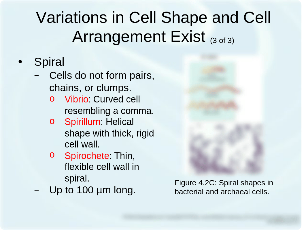 Microbiology Ch 4.ppt_duvcezt5r39_page5