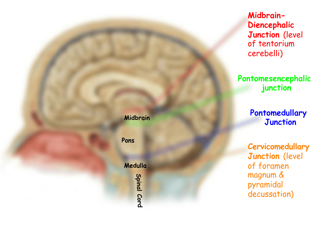 Welke.Brainstem.311_duwbfs2e9nl_page5