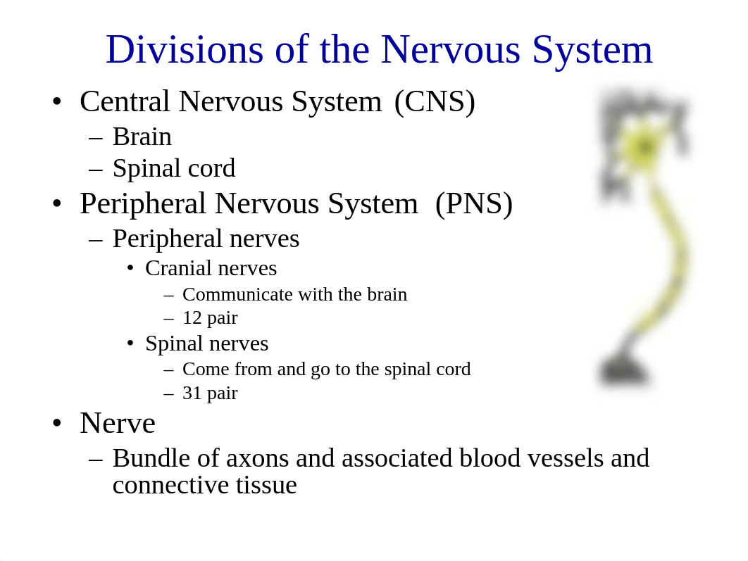 Lab 1 - Nervous System.pdf_dux3wn69kfo_page3