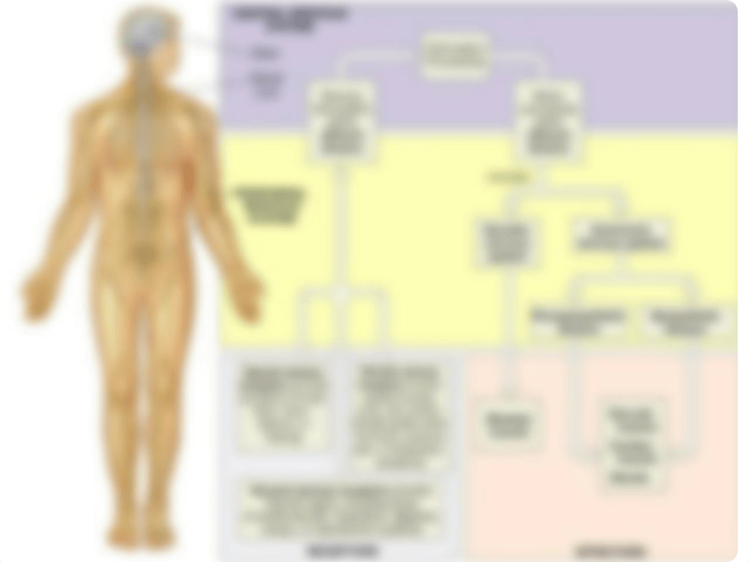 Lab 1 - Nervous System.pdf_dux3wn69kfo_page4