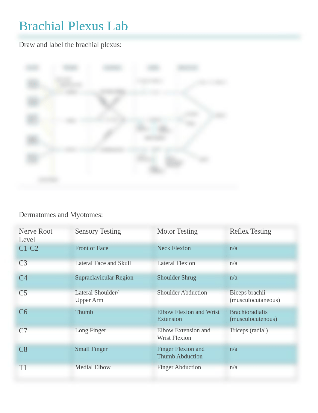 Brachial plexus Lab.docx_dux87ihn36a_page1